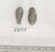 Click for 4 image(s) for this accession. FRUIT